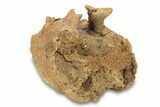 Partial Hadrosaur Caudal Vertebra - Wyoming #292581-1